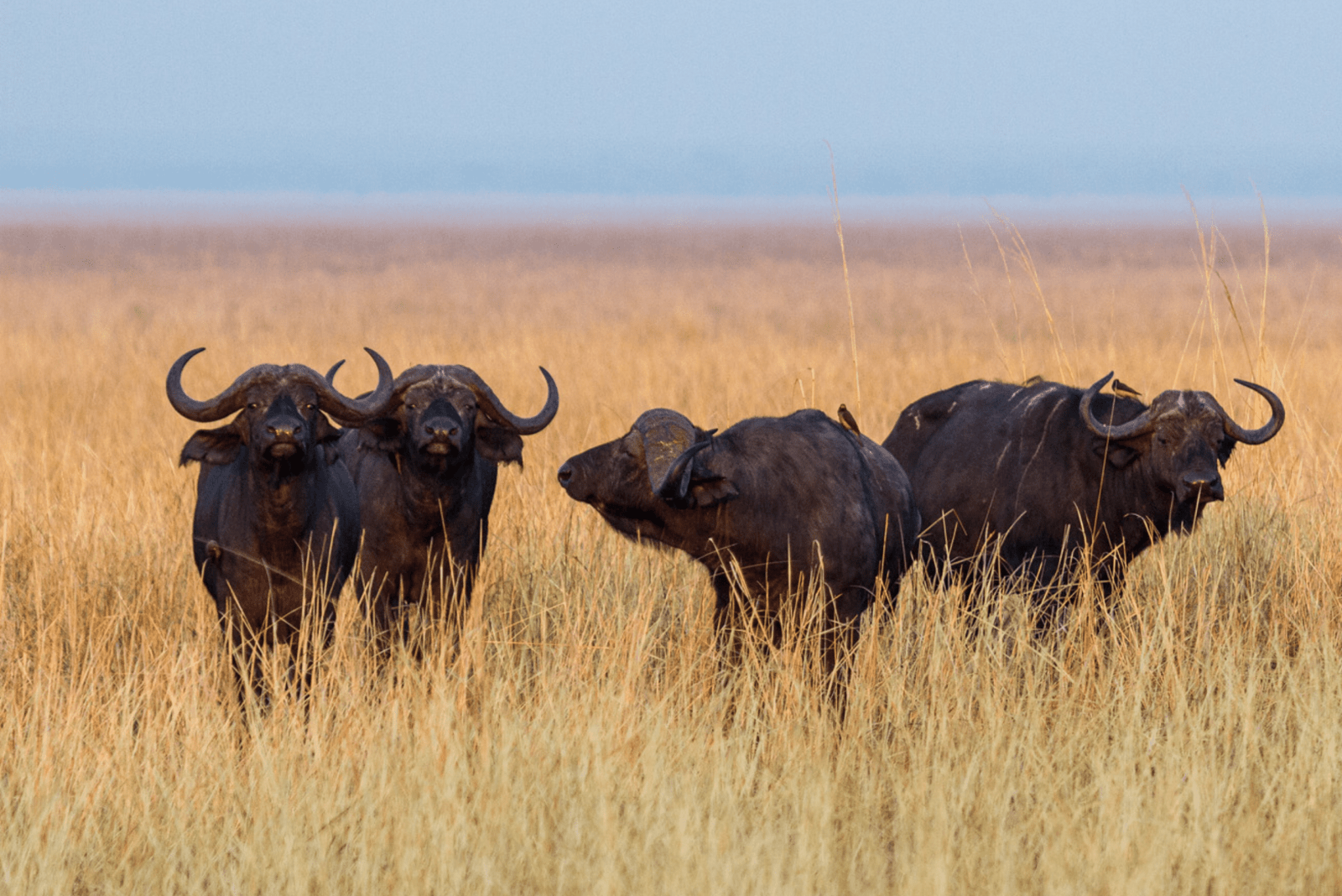 Katavi National Park 02