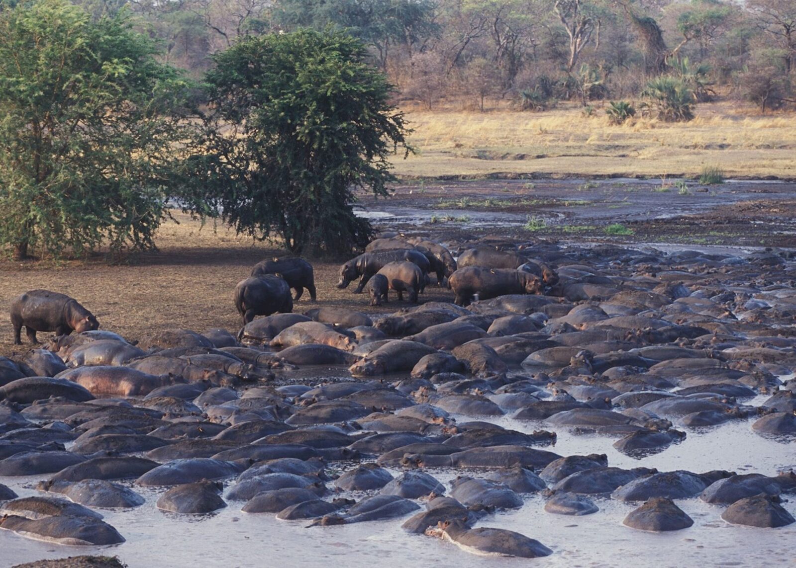 Katavi National Park 03