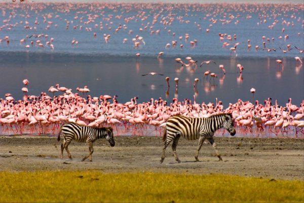 Lake Manyara Safari 01