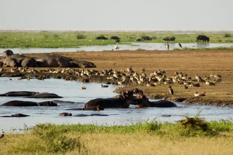 Lake Manyara Safari 04