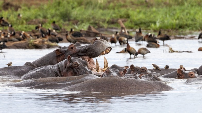 Lake Manyara Wildlife Safari