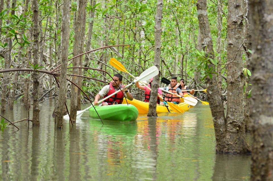 Mangrove Kayaking 01