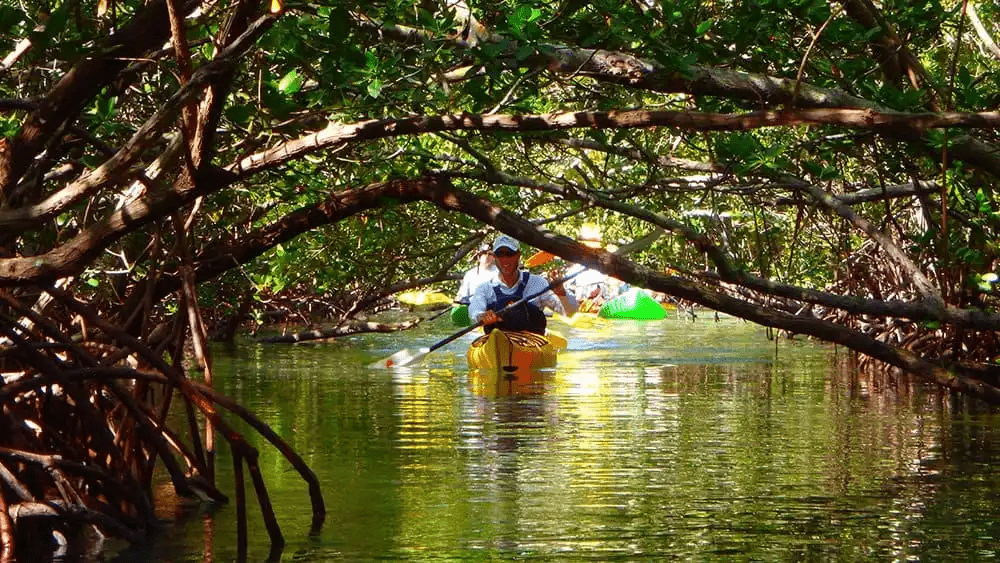 Mangrove Kayaking 02