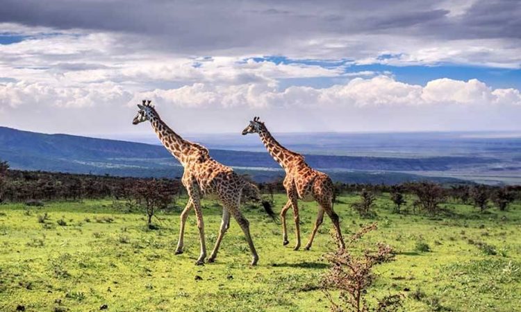 Ngorongoro Crater 04