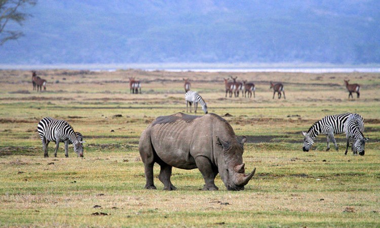 Ngorongoro Crater Wildlife Safari