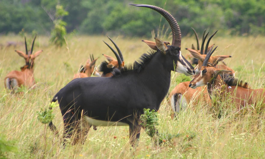 Ruaha National Park 01