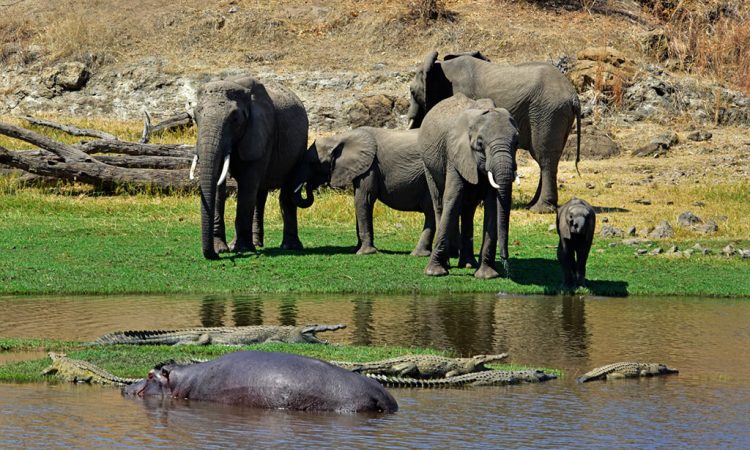 Ruaha National Park 03