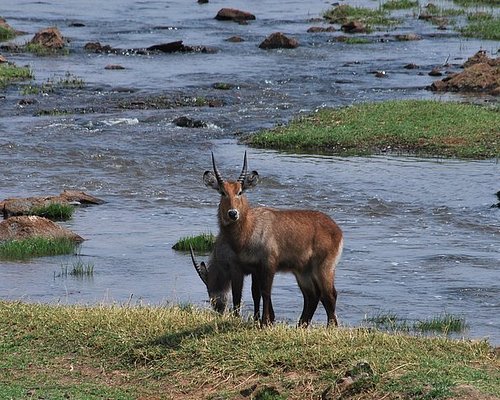 Ruaha National Park 04