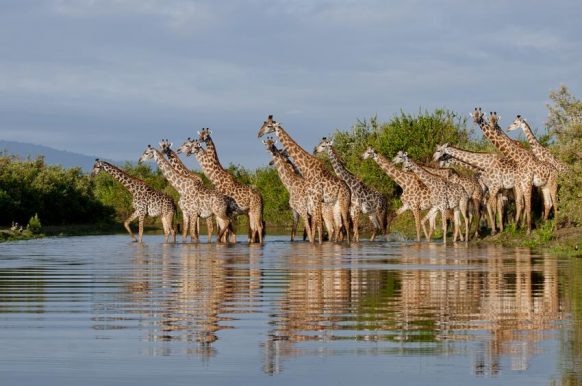 Selous Game Reserve 03