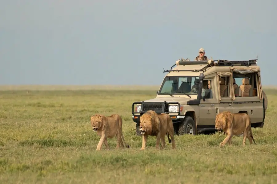 Serengeti Expedition Safari 01