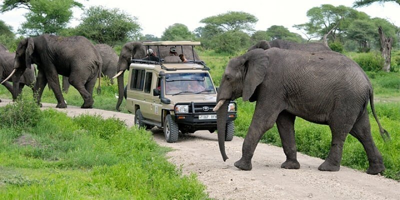 Tarangire Park 01