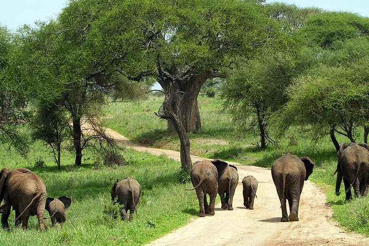 Tarangire Park 03